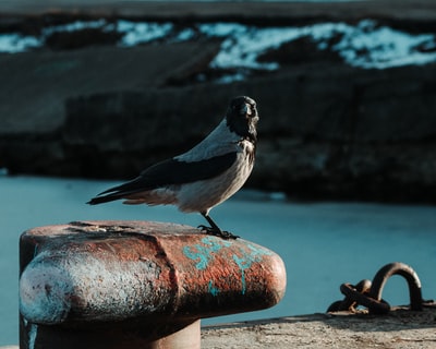 grey and black birds